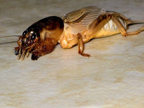 卵 幼虫 蛹 成虫 蛹 サナギ って何なんだよ 一度全部ドロドロに解けるっておかしいだろ 情弱速報 卵 幼虫 蛹 成虫 蛹 サナギ って何なんだよ 一度全部ドロドロに解けるっておかしいだろ 情弱速報