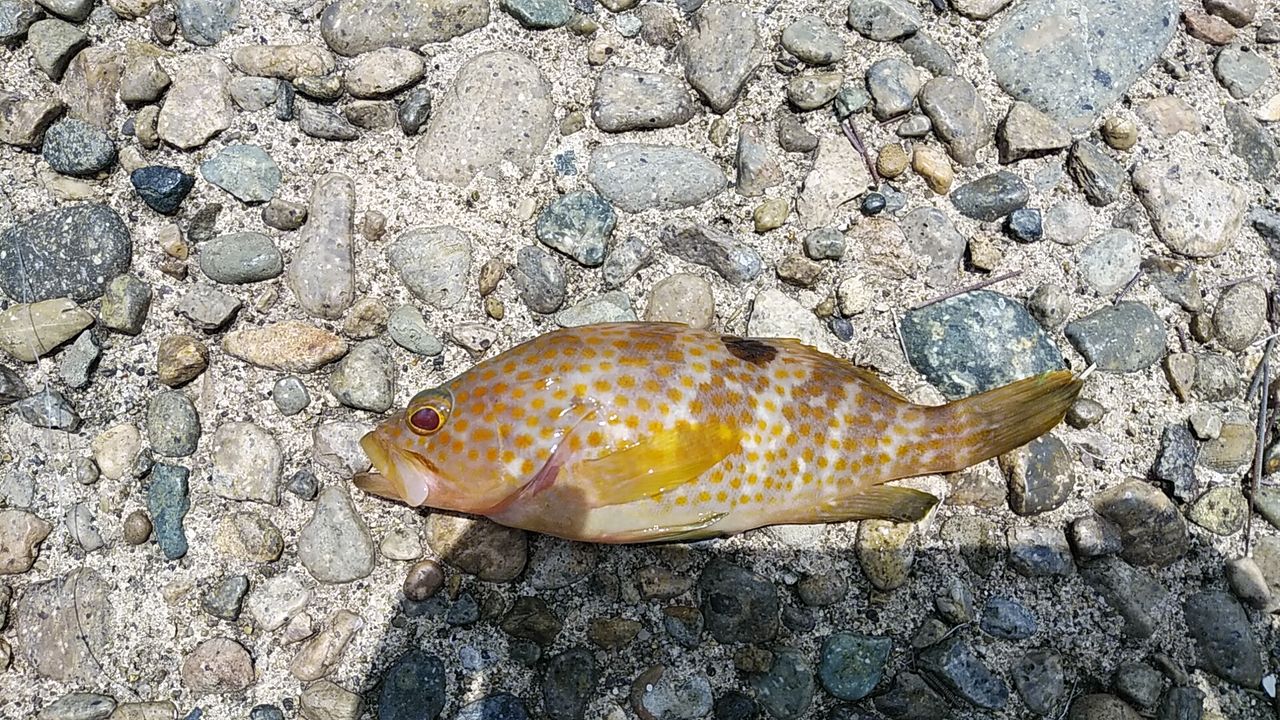 イメージ 9