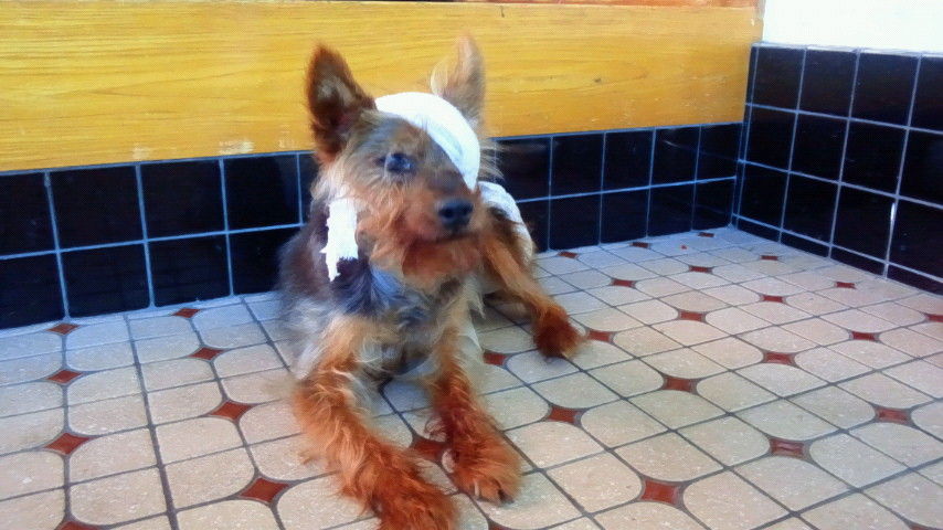 犬に眼帯 50歳からの記録 犬に眼帯 50歳からの記録