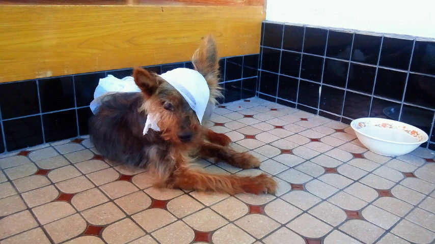 犬に眼帯 50歳からの記録 犬に眼帯 50歳からの記録