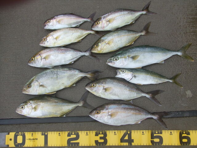 サーフからショゴ釣り よかっぺ木工ｄｉｙ 釣り